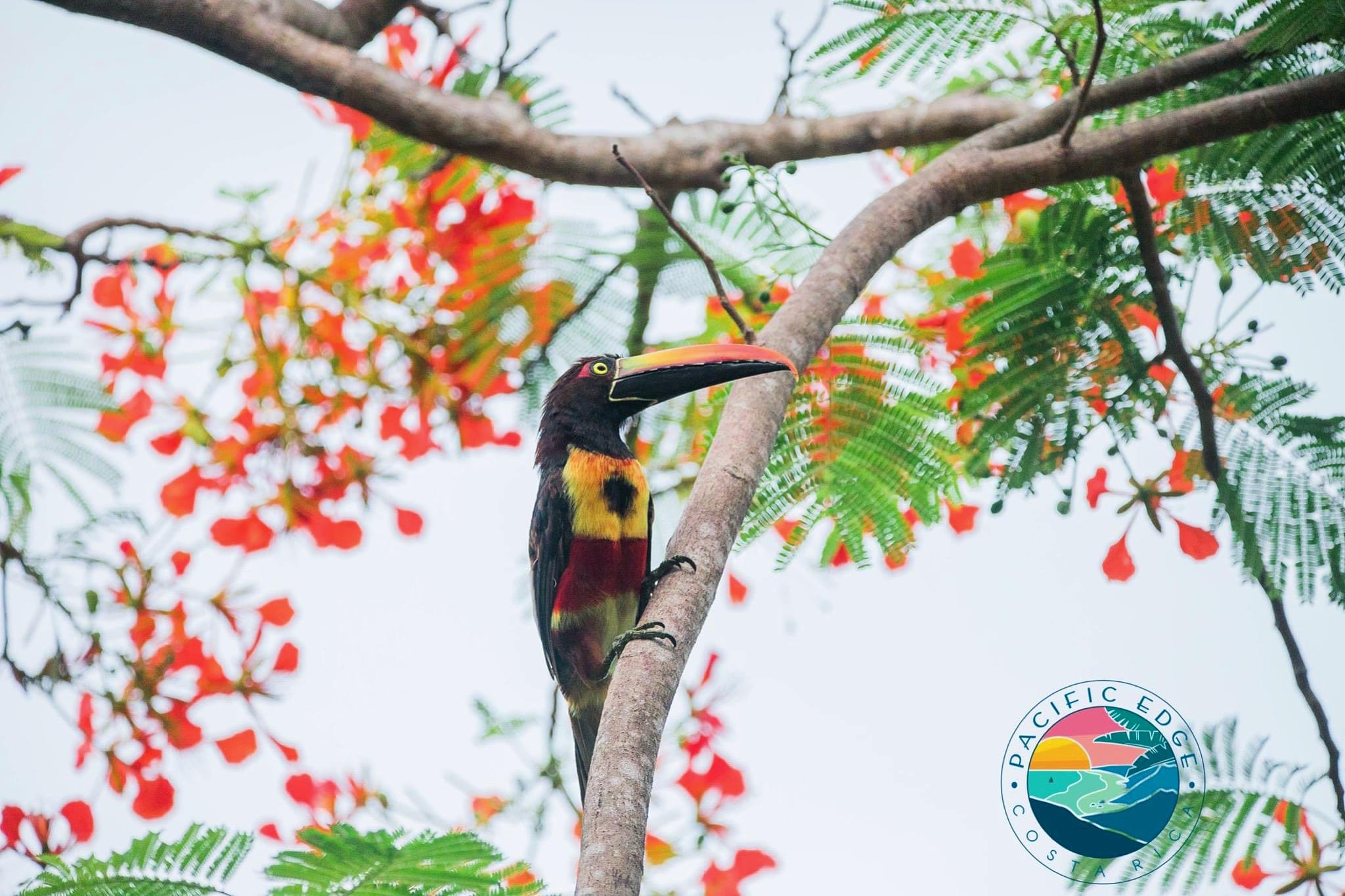 Toucan in Costa Rica